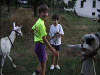 children feeding goats
